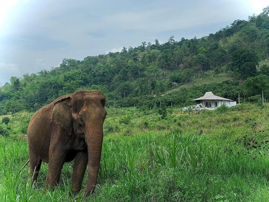 Elephantpoolvilla Maetang Chiangmai Ban Muang Kut Luaran gambar